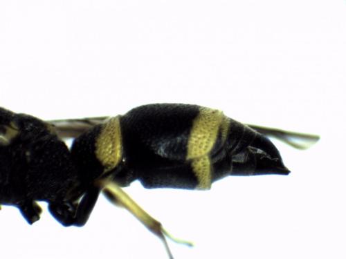 Stenodynerus chevrieranus